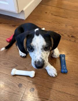 Beagle and Hound Dogs Available for Adoption in Spring City, Pennsylvania - Axel | PetCurious