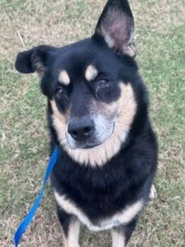 Rescue Shepherd and Mixed Breed Dogs for Adoption in Fort Worth, Texas - Lilly | PetCurious