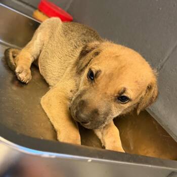 TUSC-Stray-84732_2_3_4_5_6_7 -  Hound and Shepherd Dog for Adoption in Tuscaloosa, Alabama - TUSC-Stray-84732_2_3_4_5_6_7 | PetCurious