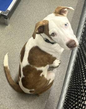 Doug 5 months AVAILABLE 7/24 -  Mixed Breed Dog for Adoption in Sterling, Massachusetts - Doug 5 Months AVAILABLE 7/24 | PetCurious