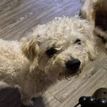 Miniature Poodle Dogs Available for Adoption in Austin, Texas - Wemby PF | PetCurious