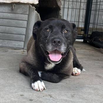 Spanky Ham -  Black Labrador Retriever Dog for Adoption in Parrish, Alabama - Spanky Ham | PetCurious