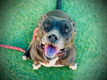 Staffordshire Bull Terrier Dogs Available for Adoption - PREST | PetCurious