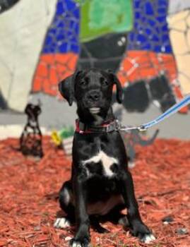 SUEDE -  Boxer Dog for Adoption in Miami, Florida - SUEDE | PetCurious