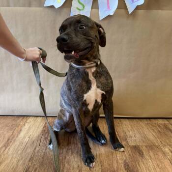 Mixed Breed Dogs Available for Adoption - Drax | PetCurious