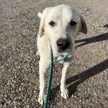 Mirabelle -  Mixed Breed Dog for Adoption in Moab, Utah - Mirabelle | PetCurious