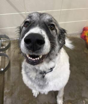 Daisy Mae -  Anatolian Shepherd Dog for Adoption in Sioux City, Iowa - Daisy Mae | PetCurious