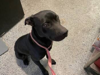 Rescue Labrador Retriever Dogs for Adoption in Mobile, Alabama - Hermie | PetCurious