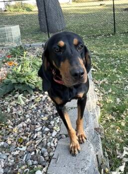 Daisy Doo -  Black And Tan Coonhound and Hound Dog for Adoption in Skyline, Minnesota - Daisy Doo | PetCurious