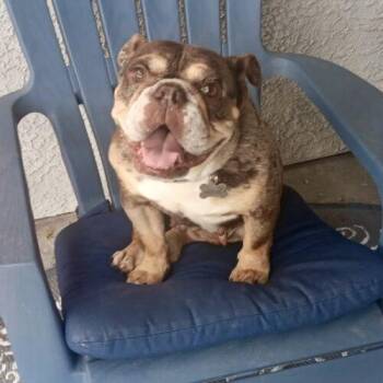 Winnie -  English Bulldog Dog for Adoption in Henderson, Nevada - Winnie | PetCurious