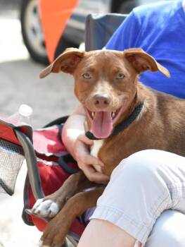 Kingston (Huntsville Pup) -  Chihuahua and Terrier Dog for Adoption in Conroe, Texas - Kingston (Huntsville Pup) | PetCurious