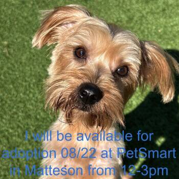 Dasia -  Yorkshire Terrier Dog for Adoption in Matteson, Illinois - Dasia | PetCurious