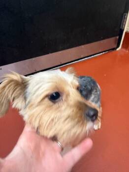 Yorkshire Terrier Dogs Available for Adoption in Douglasville, Georgia - Lulu | PetCurious