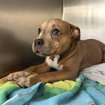 Caramel -  Pit Bull Terrier and Mixed Breed Dog for Adoption in Ojai, California - Caramel | PetCurious