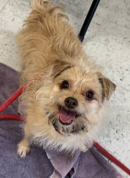 *Pierogi* -  Terrier Dog for Adoption in Salt Lake City, Utah - *Pierogi* | PetCurious