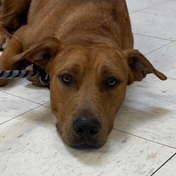 Freeway -  Labrador Retriever and Mixed Breed Dog for Adoption in Jacksonville, Arkansas - Freeway | PetCurious