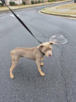 Pit Bull Terrier Dogs Available for Adoption - Pen 188 Frederick | PetCurious