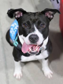 Sophia -  Mixed Breed Dog for Adoption in Hamilton, Ohio - Sophia | PetCurious