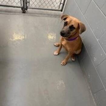 Rescue Mixed Breed Dogs for Adoption in Columbus, Mississippi - CHANEL | PetCurious