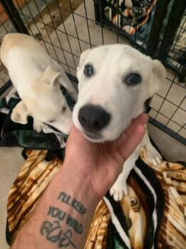 Rescue Labrador Retriever Dogs for Adoption in Brownwood, Texas - Katara | PetCurious