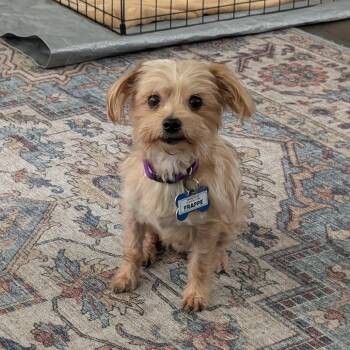 Frappe -  Yorkshire Terrier Dog for Adoption in Wake Forest, North Carolina - Frappe | PetCurious