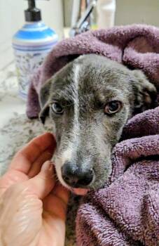 Honeybee -  Catahoula Leopard Dog and Mixed Breed Dog for Adoption in Evergreen, Colorado - Honeybee | PetCurious