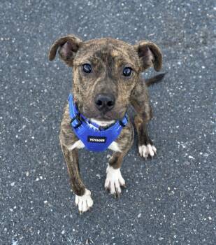 Prince -  Terrier and Boxer Dog for Adoption in Ellicott City, Maryland - Prince | PetCurious