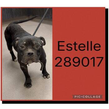 "Estelle" tbd -  Mixed Breed Dog for Adoption in Savannah, Georgia - "Estelle" Tbd | PetCurious