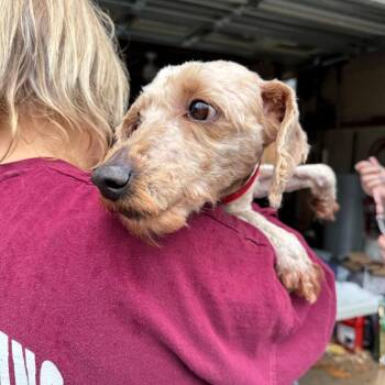 Golden Retriever and Poodle Dogs Available for Adoption - Fergie | PetCurious