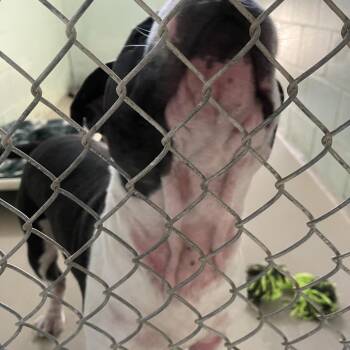 Luther -  Mixed Breed Dog for Adoption in Newark, New Jersey - Luther | PetCurious