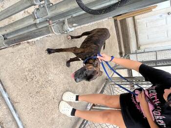 Rescue Boxer Dogs for Adoption in West Springfield, Massachusetts - Blue | PetCurious