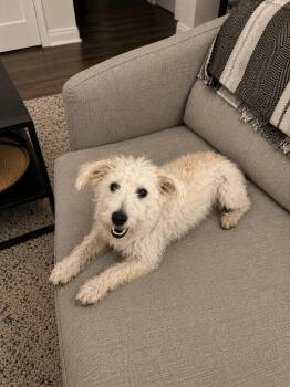Winston -  West Highland White Terrier Westie Dog for Adoption in Inez, Texas - Winston | PetCurious
