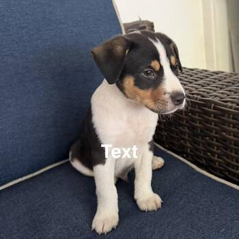 Ham -  Australian Shepherd and Pit Bull Terrier Dog for Adoption in Texarkana, Texas - Ham | PetCurious
