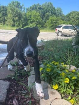 Liza -  Mixed Breed Dog for Adoption in Hobart, Indiana - Liza | PetCurious