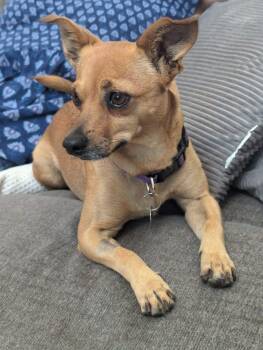 Rescue Chihuahua and Chiweenie Dogs for Adoption in Lake Forest, California - Daisy | PetCurious