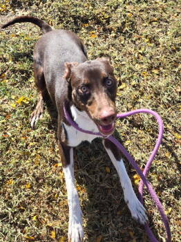 Rescue Border Collie Dogs for Adoption in Kennewick, Washington - Bella | PetCurious