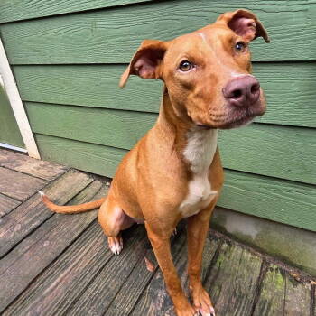 Rescue Whippet and Terrier Dogs for Adoption in Magnolia Springs, Alabama - Tina | PetCurious