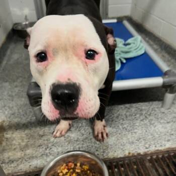 Ellie -  Mixed Breed Dog for Adoption in Jeffersonville, Indiana - Ellie | PetCurious