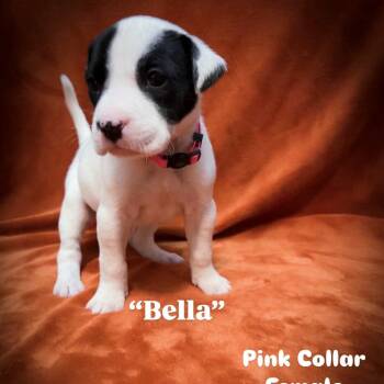 Rescue Mixed Breed Dogs for Adoption in Valley, Alabama - Bella | PetCurious