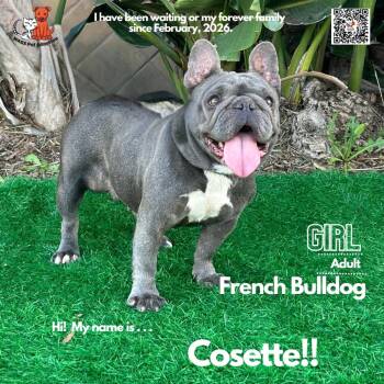 French Bulldog Dogs Available for Adoption - Cosette | PetCurious