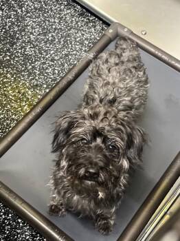 Terrier and Mixed Breed Dogs Available for Adoption in Jackson, Tennessee - Grizzle | PetCurious