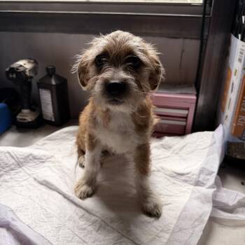 Wally -  Wirehaired Dachshund Dog for Adoption in Semmes, Alabama - Wally | PetCurious
