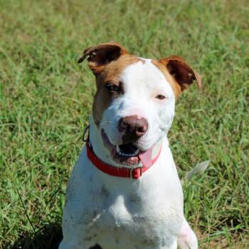 Lola -  Pit Bull Terrier Dog for Adoption in Lebanon, Tennessee - Lola | PetCurious
