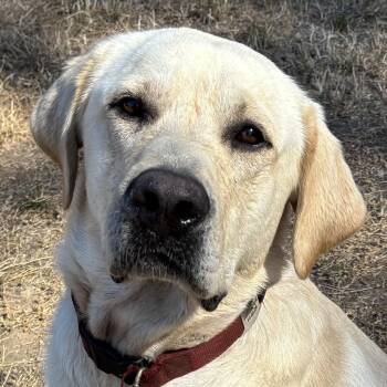 Waffles -  Labrador Retriever Dog for Adoption in San Francisco, California - Waffles | PetCurious