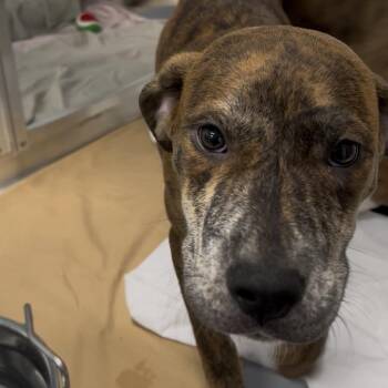 Ruby -  Plott Hound and Mixed Breed Dog for Adoption in Clearwater, Florida - Ruby | PetCurious