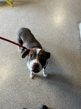 Mixed Breed Dogs Available for Adoption in Troy, Ohio - Nova | PetCurious