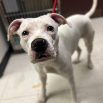 Mixed Breed Dogs Available for Adoption - Super Nova | PetCurious