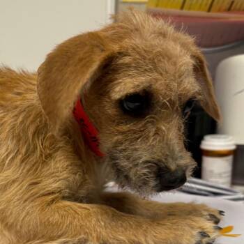 Terrier and Mixed Breed Dogs Available for Adoption in Yuma, Arizona - Mirabelle | PetCurious