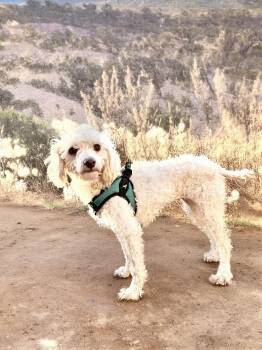 Rescue Miniature Poodle Dogs for Adoption in Georgetown, California - Scarlett | PetCurious