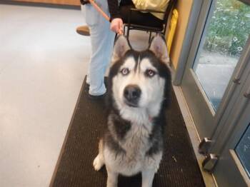 Siberian Husky Dogs Available for Adoption - RYAN | PetCurious